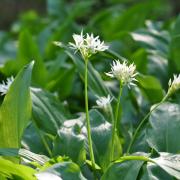 Foragers in Marlborough have been urged to stop picking wild garlic immediately