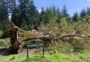 The Crockmere Oak in Savernake Forest has fallen