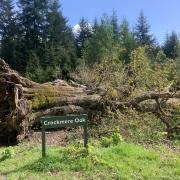 The Crockmere Oak in Savernake Forest has fallen