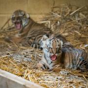 Four Amur tiger cubs have been born at Longleat Safari Park