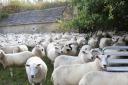  The sheep are gathered to be sorted into family groups            	       Picture: Denise Plummer