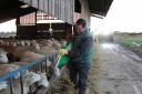 Kevin feeds the ewes due to start having their lambs in 2 weeks