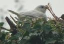 Denise was stunned when she saw this white sparrow on her walk around the farm