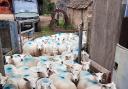 Making preparations for a thousand lambs to be born