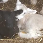 Palini's two lambs