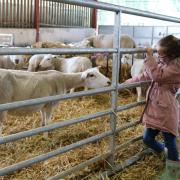 Families loved the return of the lambing at Lackham.