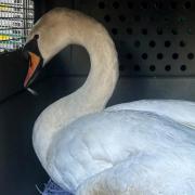 Charlie the swan will be rehomed