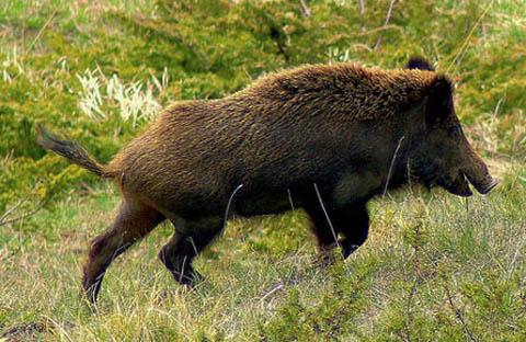 A wild boar on the run