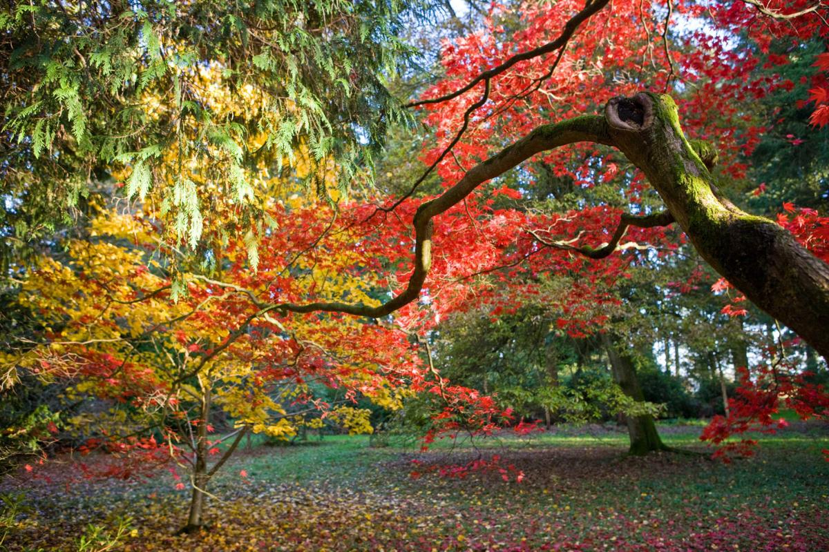 Cheating slightly but we couldn't resist the autumn colours at Westonbirt Arboretum