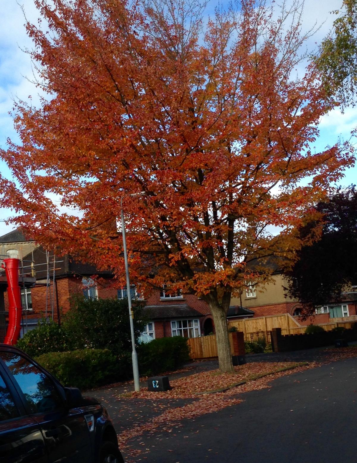 Mel Sims sent in this autumnal picture, taken in Clarendon Avenue, Trowbridge