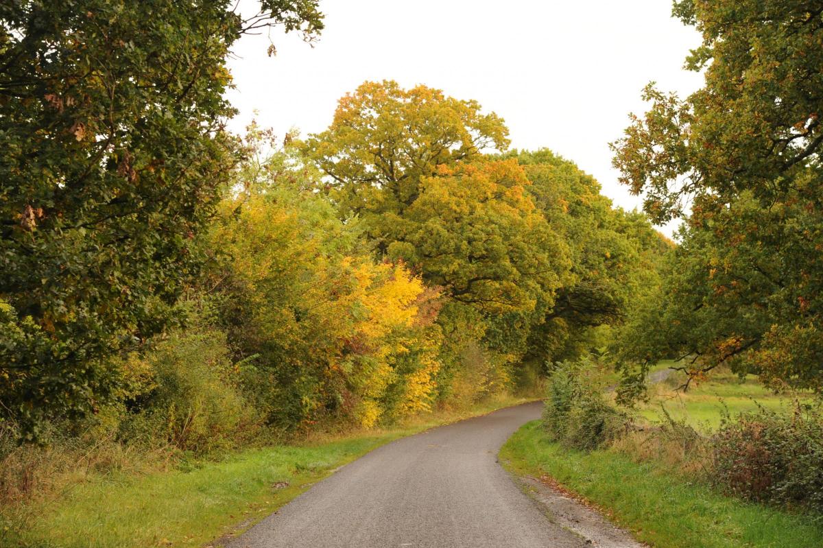 Changing colours
on the road leading to Stonar. Picture by Trevor Porter