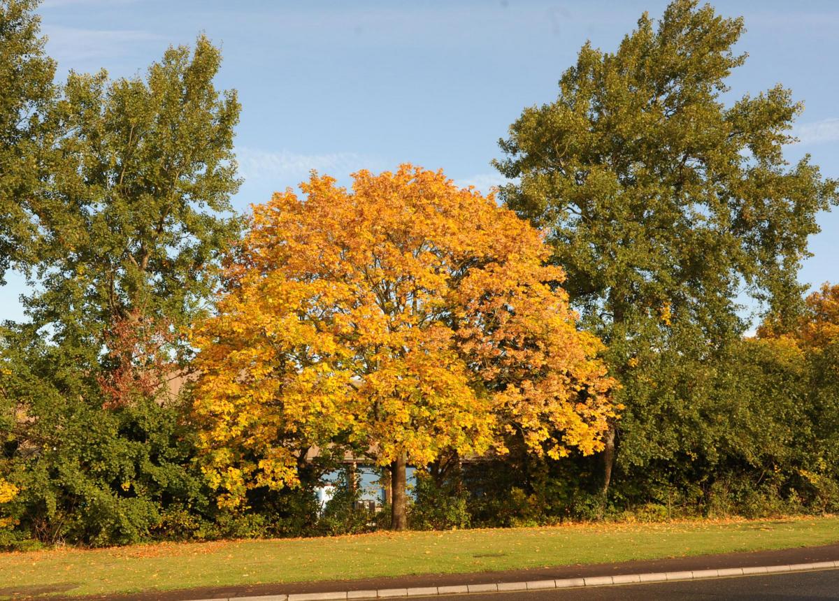 Changing colours
at Canal Road, Trowbridge. Picture by Trevor Porter