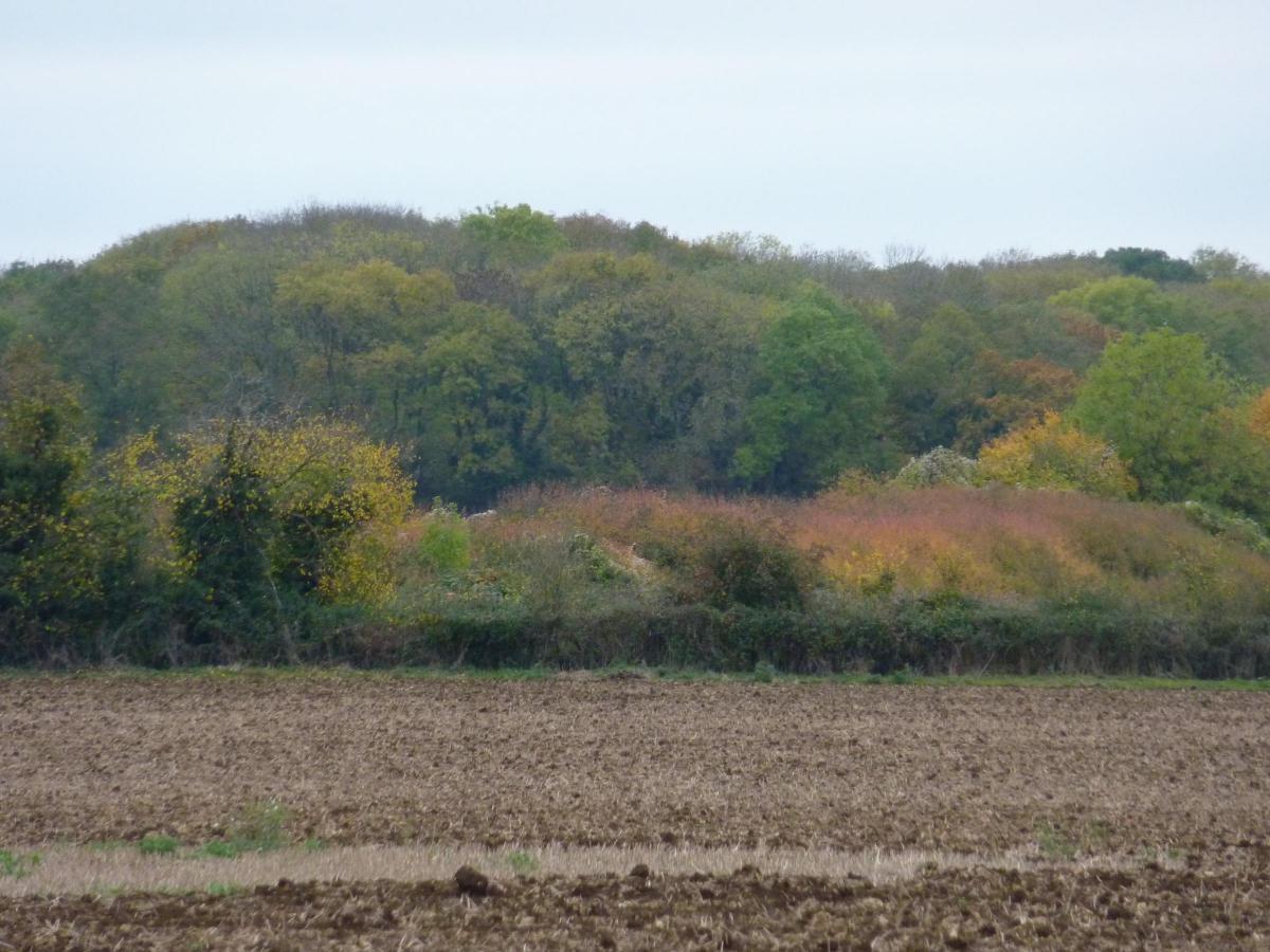 Looking across a cultivated field to a variety of autumn colours