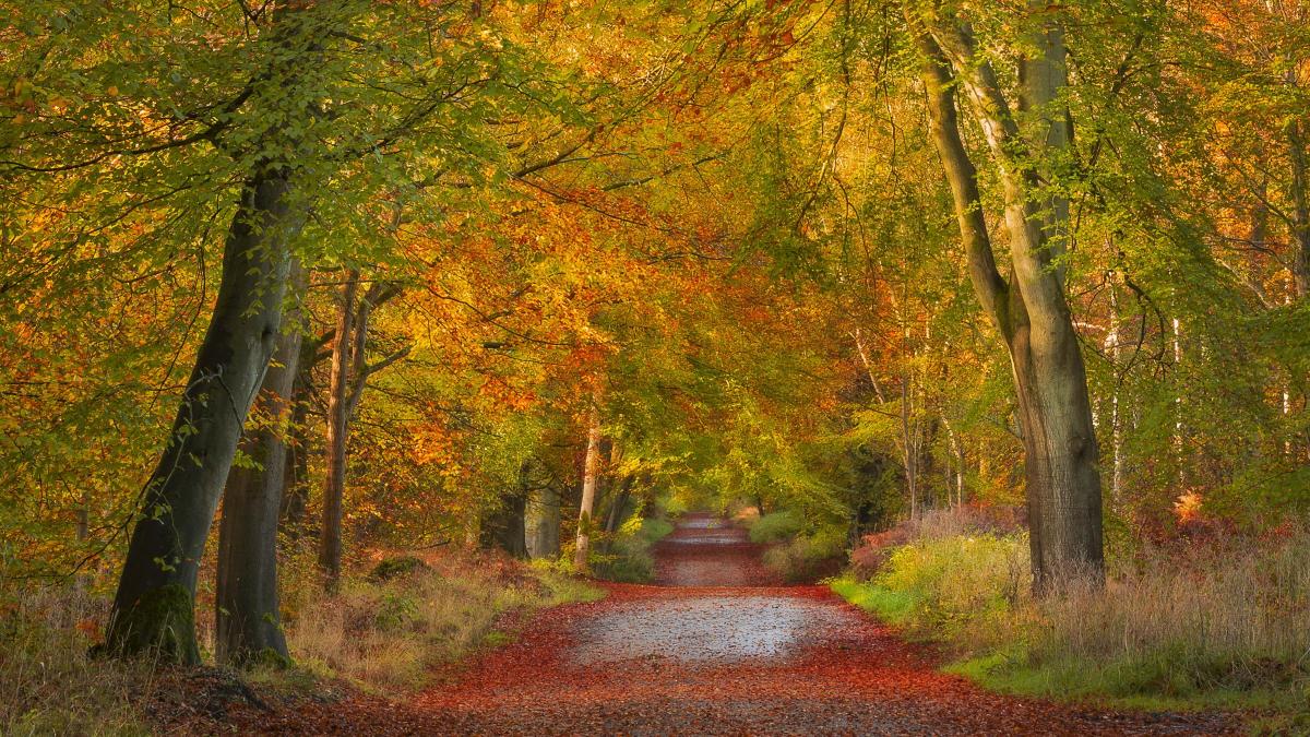 An autumnal scene by Phil Selby