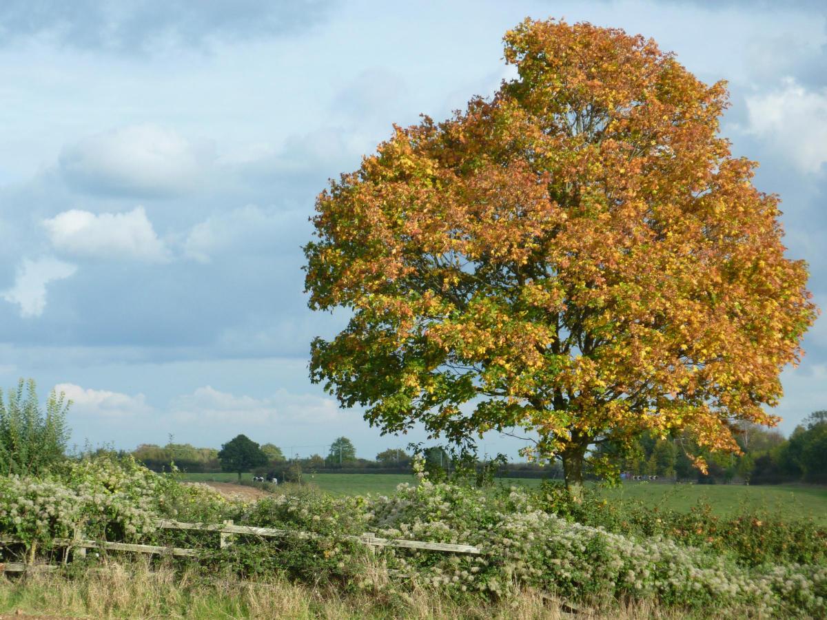 Wiltshire's autumn colours - why not send your pictures to newsdesk@gazetteandherald.co.uk?