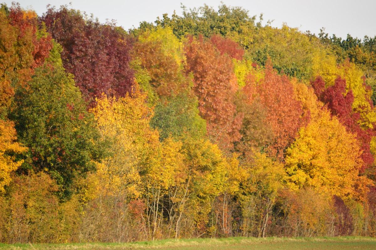 Wiltshire's autumn colours pictured from West Ashton crossroads by Andrew Joslin