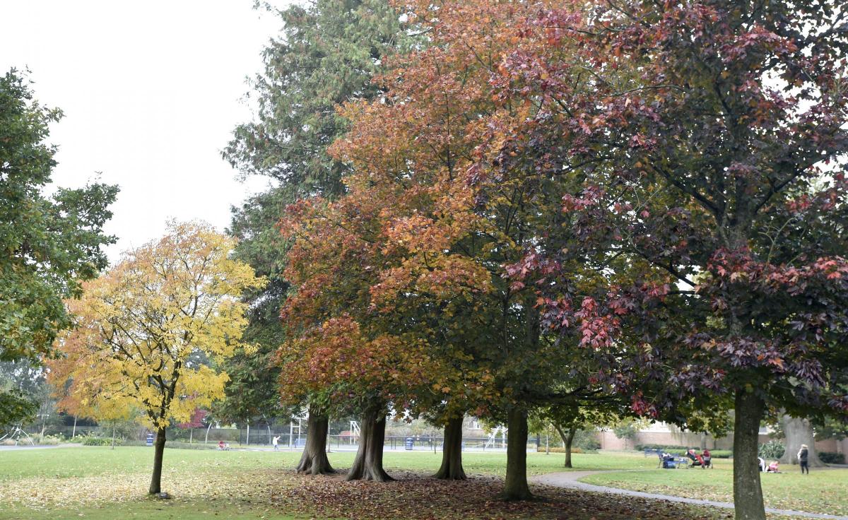 Autumn colours at Hillworth Park pictured by Diane Vose