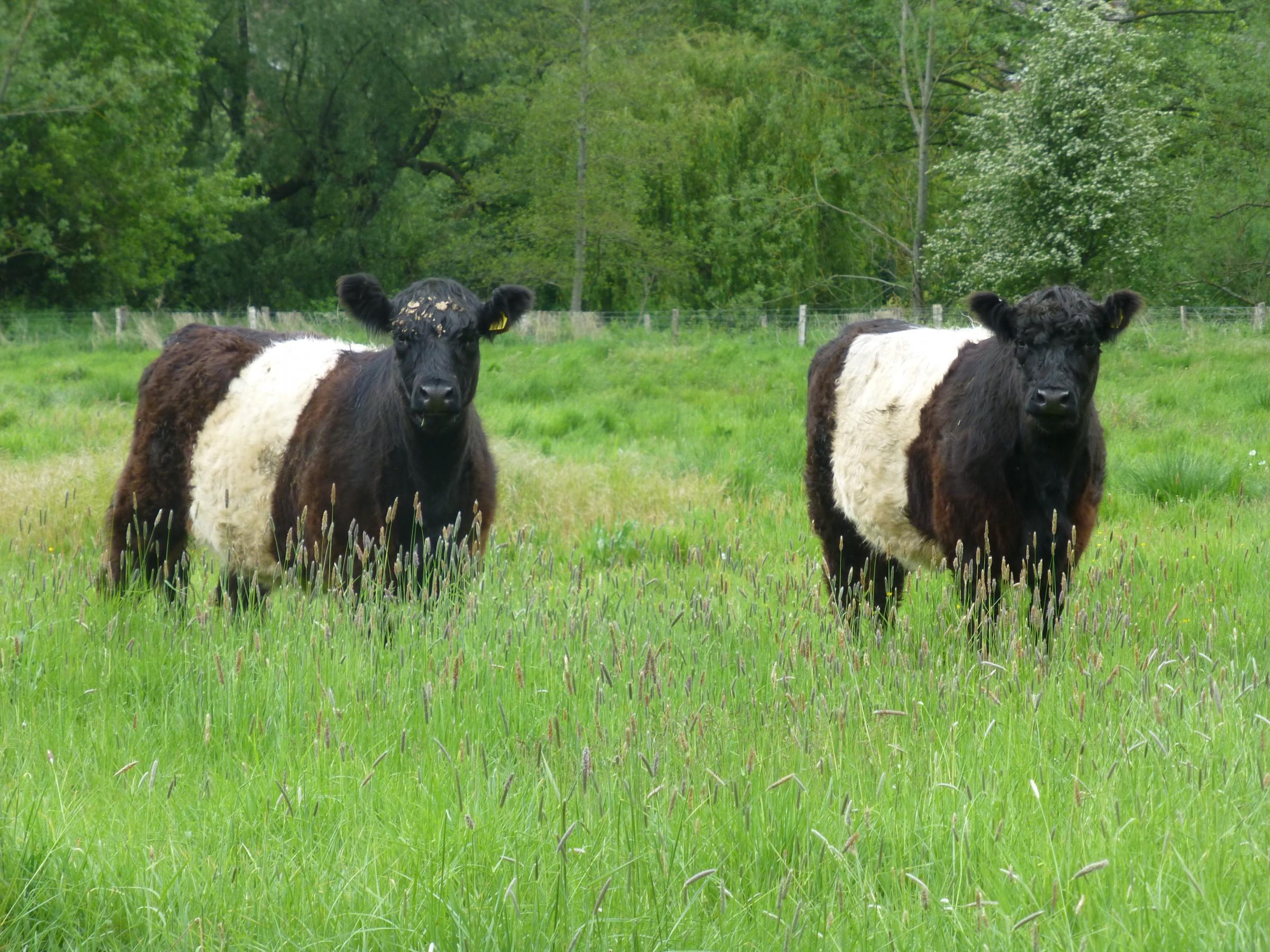 Belted Galloway cattle return to Stonebridge Wild River Reserve - The Wiltshire Gazette and Herald