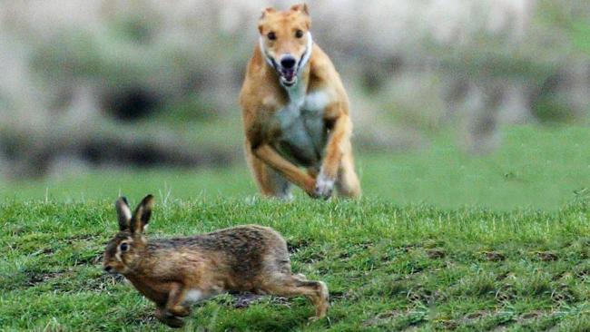 Hare coursers now face fines and up to six months in prison