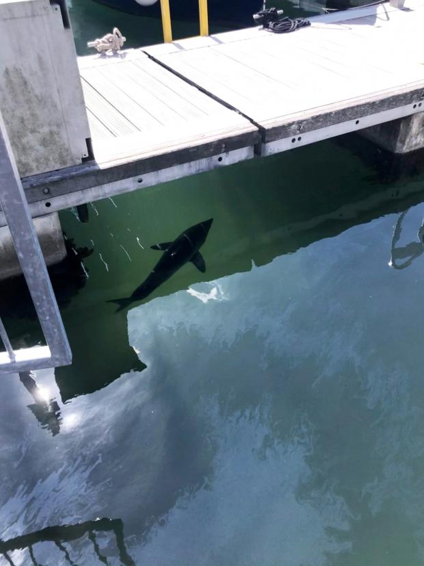 The Wiltshire Gazette and Herald: The porbeagle shark gliding majestically through Plymouth's Mayflower Marina. Picture: SWNS