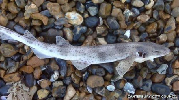 The Wiltshire Gazette and Herald: A dogfish shark that washed up on a Kent beach