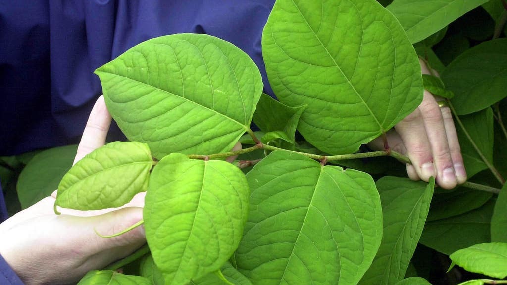 Japanese Knotweed. Picture: PA 