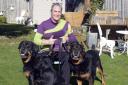 Karen Pike with her surviving Rottweilers Kesta and Biiba. Photo: Trevor Porter 69362-1