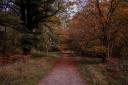 Savernake Forest has been named a top five UK hike for autumn.