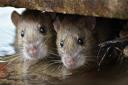 A Wetherspoon pub in Wiltshire was forced to close after the discovery of rats