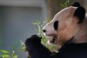 The giant pandas will head back to China in early December (Jane Barlow/PA)