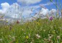 Wilt flower meadow at Coombe Bassett Down.  Photo:  Tessa Polniaszek