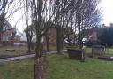 A meadow of wild flowers is planned to replace these trees at St James' Church in Devizes.