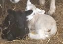 Palini's two lambs