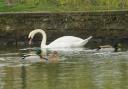 Ducks and swans on The Crammer in Devizes could get floating new homes.