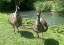 Emus at Malmesbury Animal Sanctuary