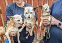 Chihuahua trio found abandoned. Photo: RSPCA