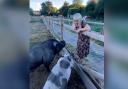Escape to the Country presenter Nicki Chapman with pigs Stan and Peggy. Photo: Facebook/Nicki Chapman.