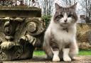 Minou, who appeared in the Antiques Roadshow titles, has died. Photo: SWNS