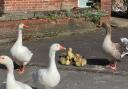 The Upavon geese several years ago