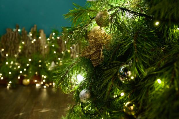 The Wiltshire Gazette and Herald: Buy your Christmas tree online (Canva)