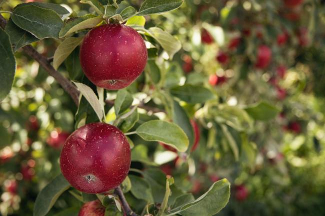 Plans to chop down apple trees rejected