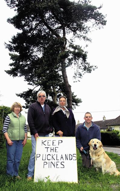 Villager's plea to spare historic trees at Patney 