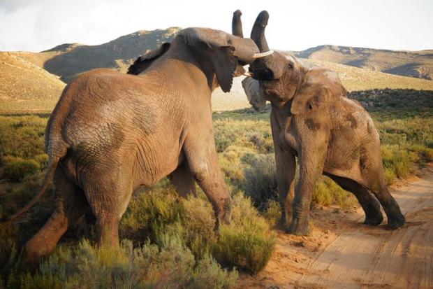 The Wiltshire Gazette and Herald: Elephants at the Big Five Safari experience. Credit: TripAdvisor