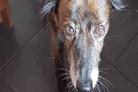 Injured greyhound Poppy is racking up £1,500 in vet bills