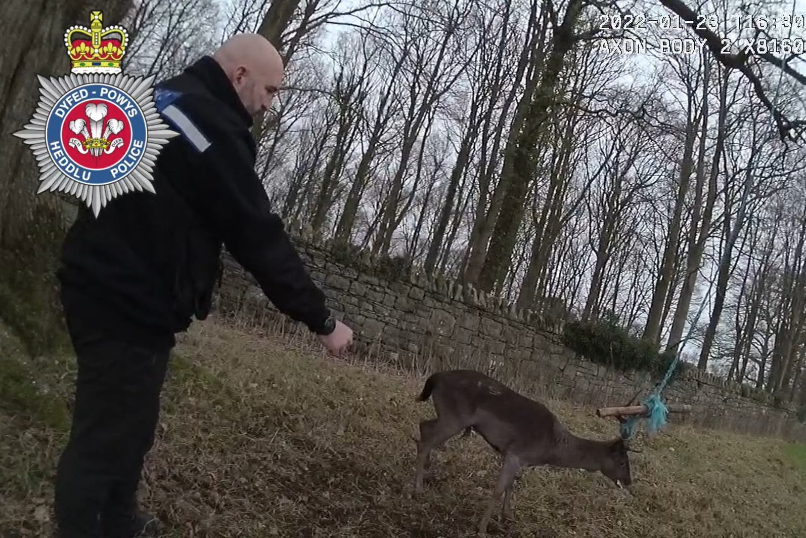 'Animal-loving' police officers save deer trapped in rope swing | The Wiltshire Gazette and Herald - Vimarsana News