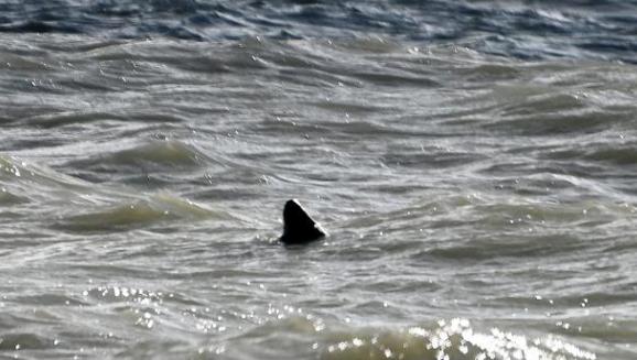 The Wiltshire Gazette and Herald: A fin of a 'great white shark' has been spotted just yards off the coast from a popular beach, it has been claimed