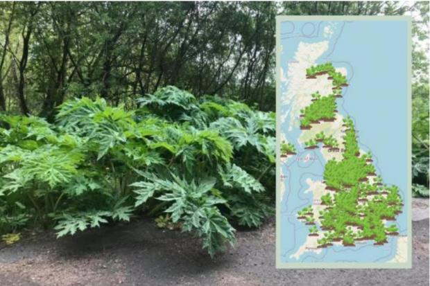 Giant Hogweed: How to identify and get rid of the toxic plant spotted in Newport and Gwent. Picture: Pixabay and What Shed