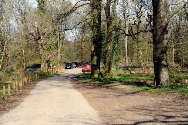 The Wiltshire Gazette and Herald: Savernake Forest as Marlborough likes it, with now huge car park nor cafe at Postern Hill. Photo Trevor Porter.
