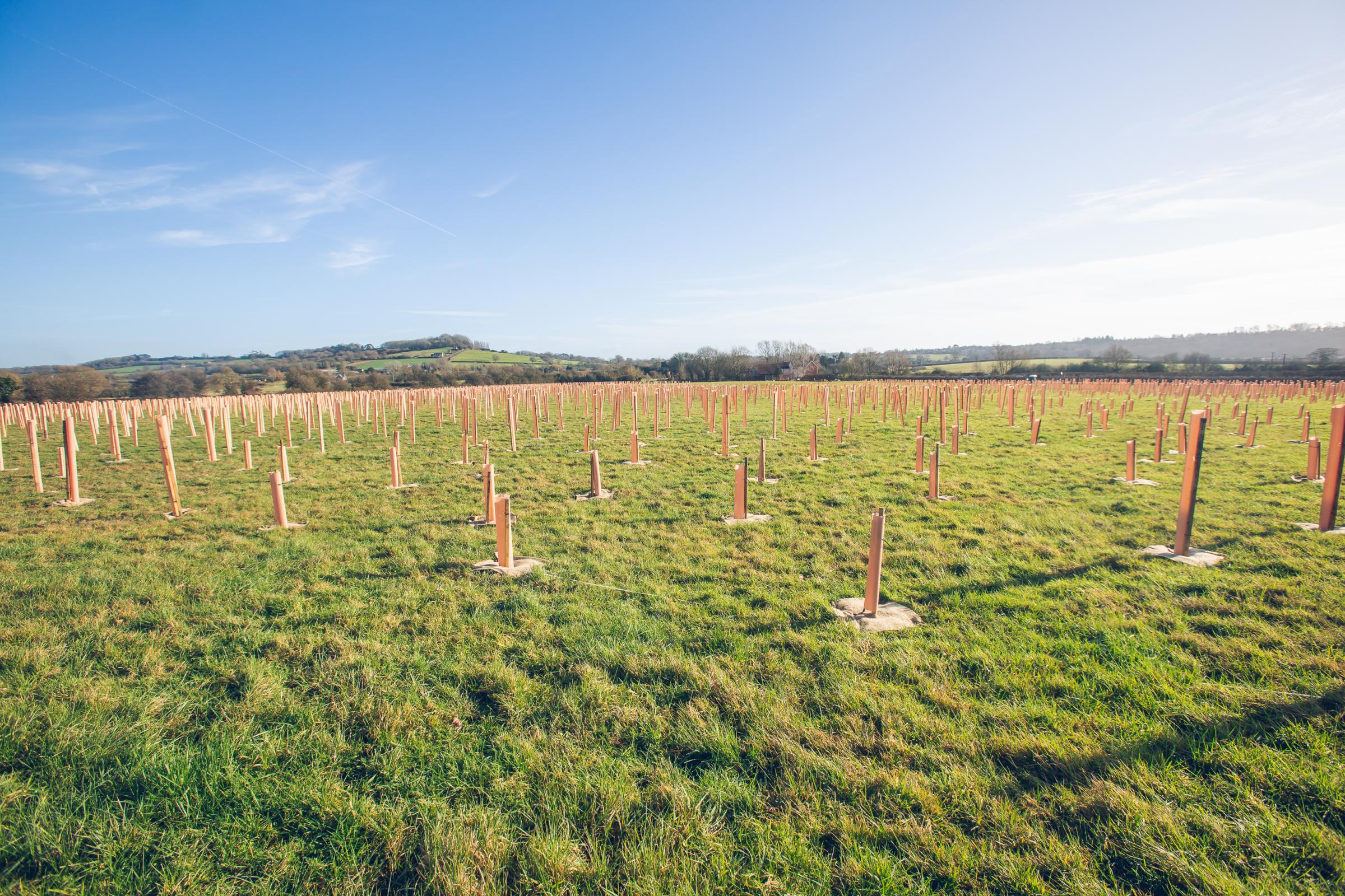 10,000 trees planted near Chippenham to help climate crisis | The Wiltshire Gazette and Herald - Vimarsana News
