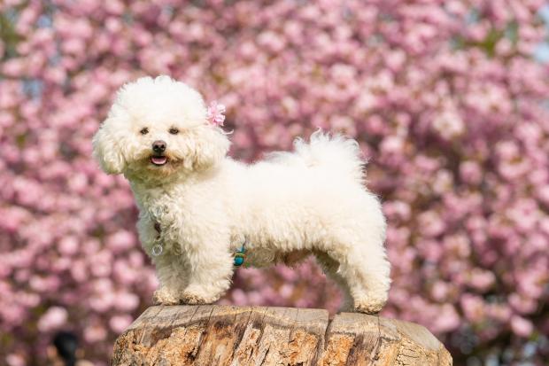 The Wiltshire Gazette and Herald: Momo the old bichon frise enjoying spring in Greenwich Park, London. Picture: PA